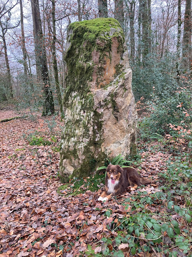 Menhirs de la Forêt de Haute-Sève à Saint-Aubin-du-Cormier
