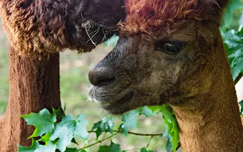In The Meadow Farm Alpacas image