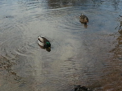 Nature Preserve «Brookside Preserve», reviews and photos, N Brookside Ave, Roosevelt, NY 11575, USA