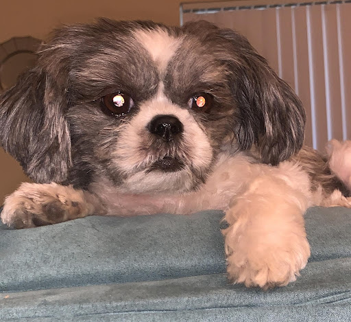 Pet Supply Store «PetSmart», reviews and photos, 300 N Congress Ave, Lake Park, FL 33403, USA