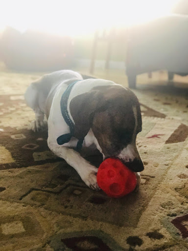 Pet Supply Store «Petco Animal Supplies», reviews and photos, 11147 Park Blvd N, Seminole, FL 33772, USA