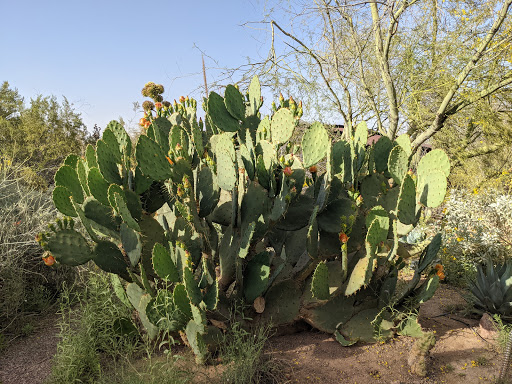Botanical Garden «Desert Botanical Garden», reviews and photos, 1201 N Galvin Pkwy, Phoenix, AZ 85008, USA