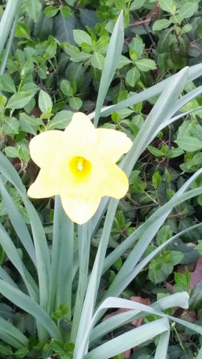 Park «Streamwood Community Center», reviews and photos, 777 Bartlett Rd, Streamwood, IL 60107, USA