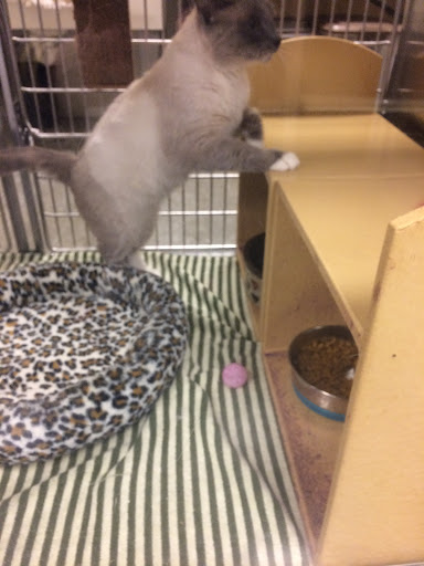 Pet Supply Store «PetSmart», reviews and photos, 1285 Johnson Ferry Rd, Marietta, GA 30068, USA