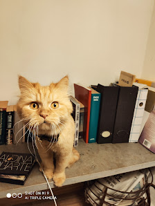 Gato