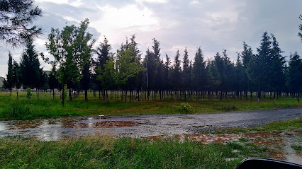 Tema Vakfı Ağaçlandırma Alanı