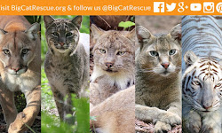 Big Cat Rescue