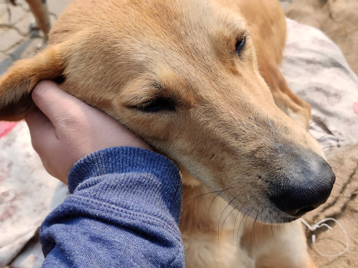Dog adoption places in Delhi