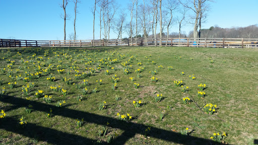Nature Preserve «Grace Farms», reviews and photos, 365 Lukes Wood Rd, New Canaan, CT 06840, USA