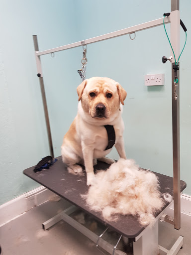 Cherished Pets, Bournemouth | Salon Dog Grooming!