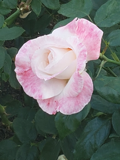 Gardens of the World image