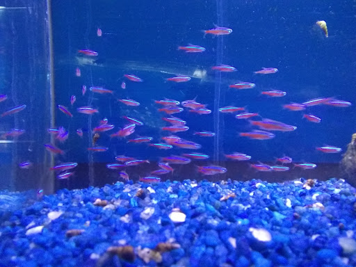 Tropical Fish Store «Delta Pet Center LLC», reviews and photos, 1370 Corporate Square Blvd, Slidell, LA 70458, USA