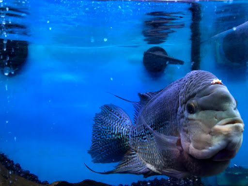 Big Al's Aquarium & Pet Supercentres - Brampton