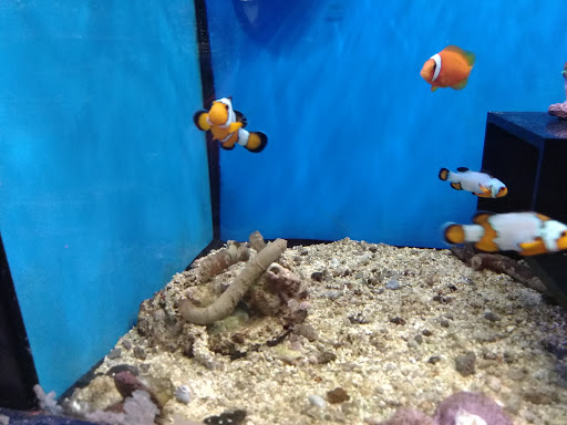 Pet Supply Store «Petco Animal Supplies», reviews and photos, 45 Holyoke St, Holyoke, MA 01040, USA