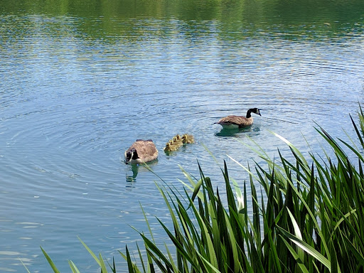 Golf Course «The Golf Club at Ballantyne, Charlotte (Public)», reviews and photos, 10000 Ballantyne Commons Pkwy, Charlotte, NC 28277, USA