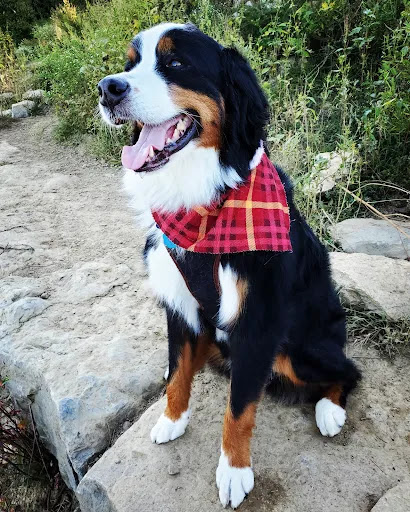 Pet Groomer «Doggie Style Bowtique», reviews and photos, 1713 Westport Rd, Kansas City, MO 64111, USA