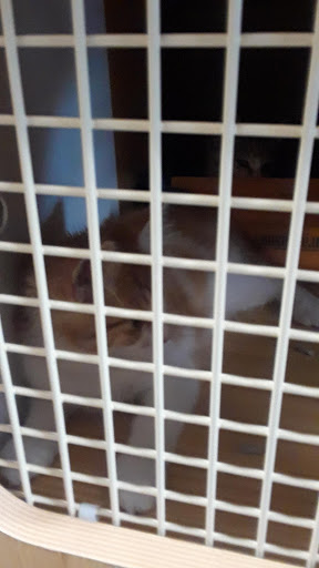 Pet Supply Store «Petco Animal Supplies», reviews and photos, 333 S State St a, Lake Oswego, OR 97034, USA