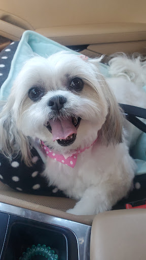 Pet Store «DipidyDawg Gourmet Dog Bakery & Boutique», reviews and photos, 21301 S Tamiami Trail Suite 430, Estero, FL 33928, USA