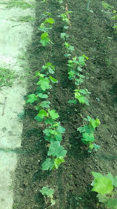 Photos of Green Nursery Udhoyog