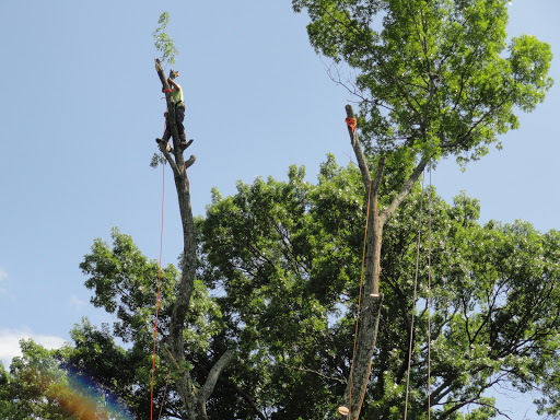 Tree pruning Nashville