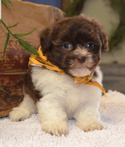 Pet Store «All Pets Club», reviews and photos, 1167 N Colony Rd, Wallingford, CT 06492, USA