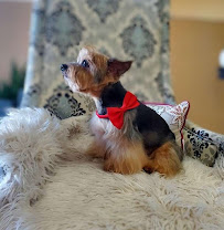 Paul's Pet Grooming - Photo 7 - Car repair in El Paso, TX, El Paso