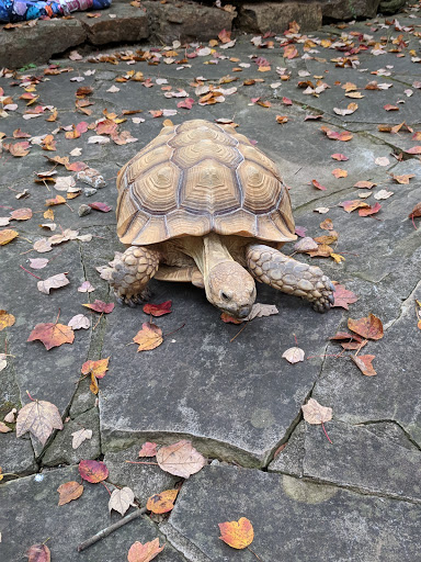 Nature Preserve «Autrey Mill Nature Preserve & Heritage Center», reviews and photos, 9770 Autrey Mill Rd, Johns Creek, GA 30022, USA
