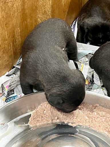 Pet Supply Store «Ace Pet Supply & K-9 Center Inc», reviews and photos, 206 Vanderpool St, Newark, NJ 07114, USA