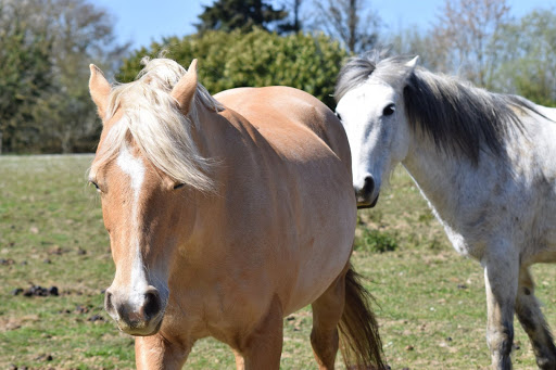 Photo 1 - Haras Du Casse