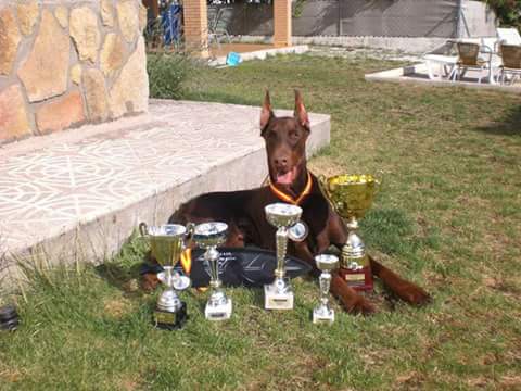 Imagen de Escuela Canina ESGA (1 de 2)