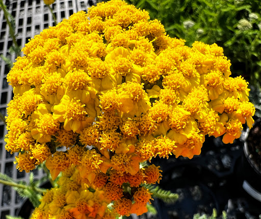 Hardware Store «JB Hostetter & Sons», reviews and photos, 1225 W Main St, Mount Joy, PA 17552, USA