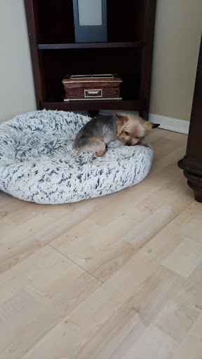 Pet Supply Store «Paws Pet Supply and Grooming», reviews and photos, 7571 Barnett Way, Powell, TN 37849, USA