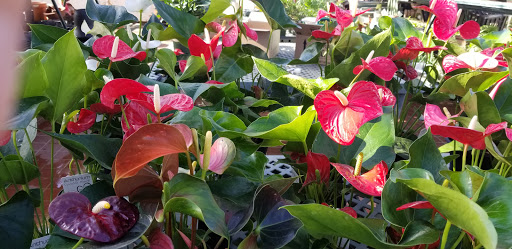 Garden Center «Westminster Nursery & Florist», reviews and photos, 30 Westminster Rd, West Hempstead, NY 11552, USA