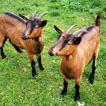 Photo n°21 de l'avis de Luca.a fait le 22/10/2019 à 10:36 sur le  Malga Valli à Barcis