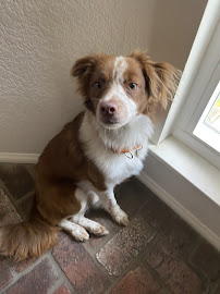 Pawsitive Manners Pets N' Puddles Dog Training, Luxury Pet Spaw & Salon - Photo 5 - Car repair in Menifee, CA, Murrieta