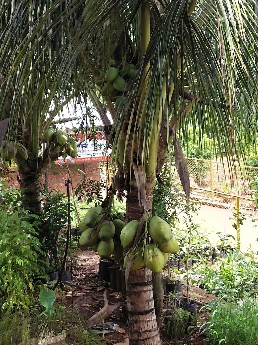 श्रद्धा रोपवाटिका,देऊर