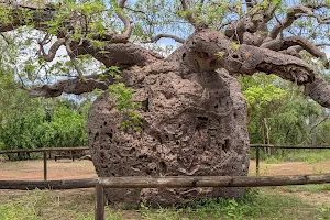 Boab Prison Tree image