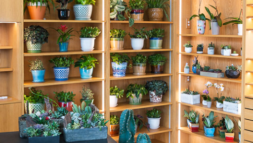 Wholesale Florist «Urban Jungle», reviews and photos, 2603 Sherman Ave NW, Washington, DC 20001, USA