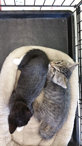 Pet Supply Store «Petco Animal Supplies», reviews and photos, 1415 E Warner Rd, Gilbert, AZ 85296, USA