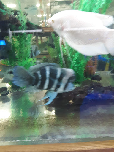 Pet Store «The Pet Zone», reviews and photos, 20 W Oak St, Pittston, PA 18640, USA