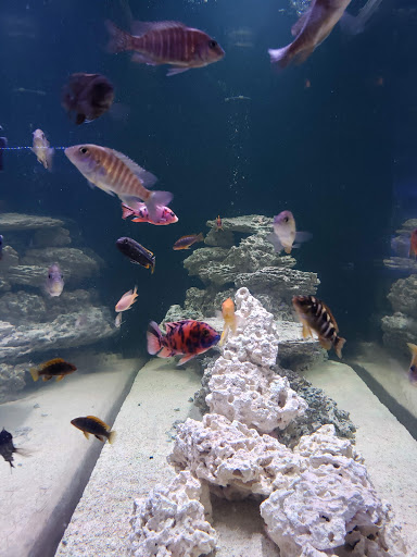 Tropical Fish Store «Manhattan Aquariums», reviews and photos, 522 W 37th St, New York, NY 10018, USA