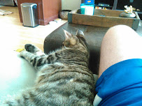 The Cat's Meow Pet Sitting Service - Photo 2 - Car repair in Fair Oaks, CA, Sacramento