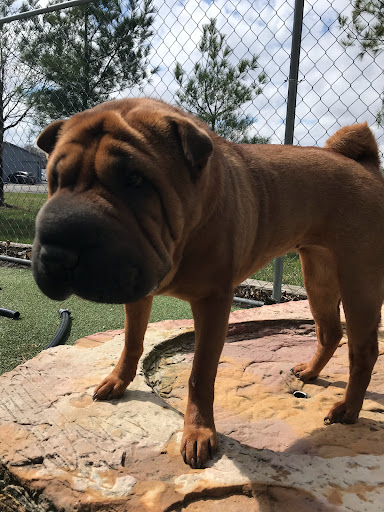 Pet Store «Happy, Clean and Smart», reviews and photos, 5700 W Kilgore Ave, Muncie, IN 47304, USA