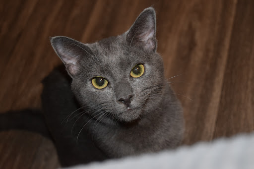 Pet Supply Store «Paw Shoppe Pet Center», reviews and photos, 6416 E Spring St, Long Beach, CA 90815, USA