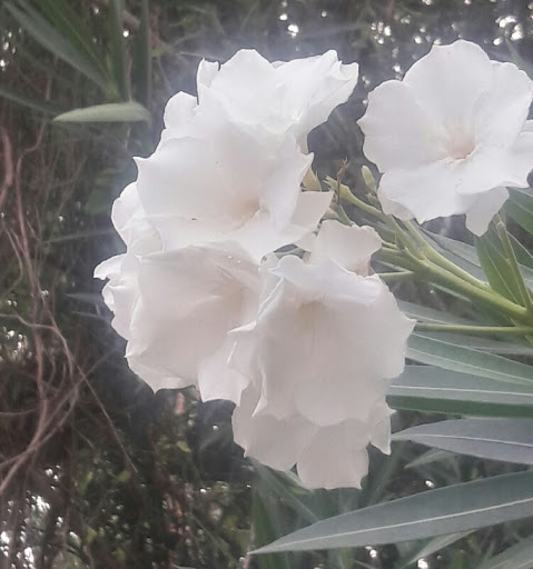 Park «Pendleton Park», reviews and photos, 1427 Morgan Blvd, Harlingen, TX 78550, USA