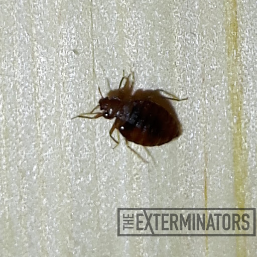 Cockroach pest control Toronto