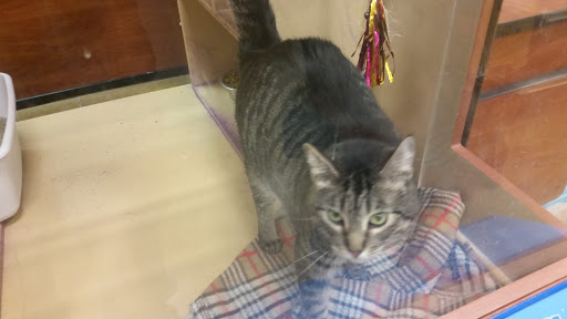 Pet Supply Store «PetSmart», reviews and photos, 3210 E Lynn Blvd, Sterling, IL 61081, USA