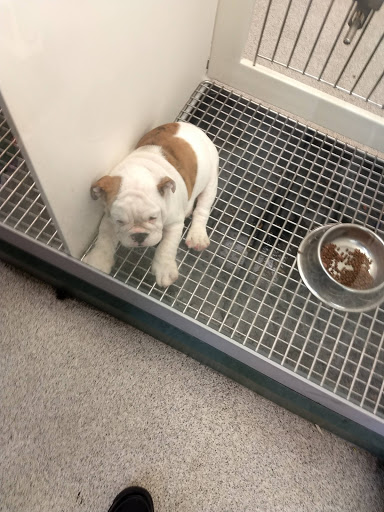 Pet Store «Petland Montgomery», reviews and photos, 7127 Eastchase Pkwy, Montgomery, AL 36117, USA