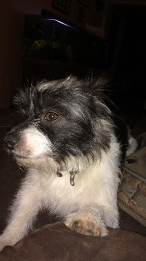 Pet Store «Fish Bowl», reviews and photos, 2117 E Race Ave, Searcy, AR 72143, USA