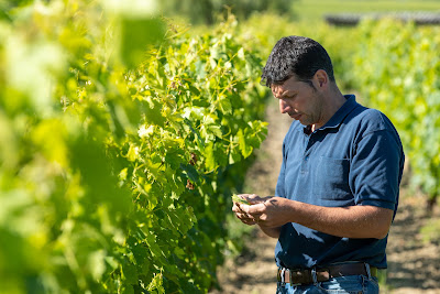 Domaine Du Petit Bondieu - Thomas Pichet - Vigneron Bourgueil et Chinon à Restigné
